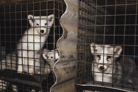 Drei Füchse und zwei Marderhunde dürfen jetzt ein artgemäßes Leben führen //