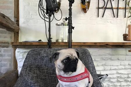 Auch unser Redaktions Mops Adele stimmt den Aussagen von Bazon Brock zu der diesjährigen Documenta zu. Flucht, Unterdrückung, Unsicherheit und Gewalt waren 2017 die Hauptthemen der Ducumenta, und man fragt sich, ist das Kunst oder Politik