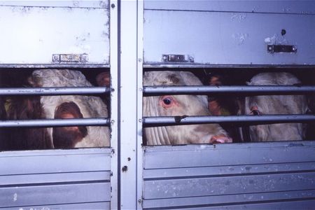 Grenzueberschreitende Tiertransporte waehrend Corona-Pandemie sofort stoppen