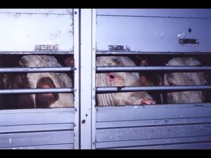 Grenzueberschreitende Tiertransporte waehrend Corona-Pandemie sofort stoppen Grenzueberschreitende Tiertransporte waehrend Corona-Pandemie sofort stoppen
