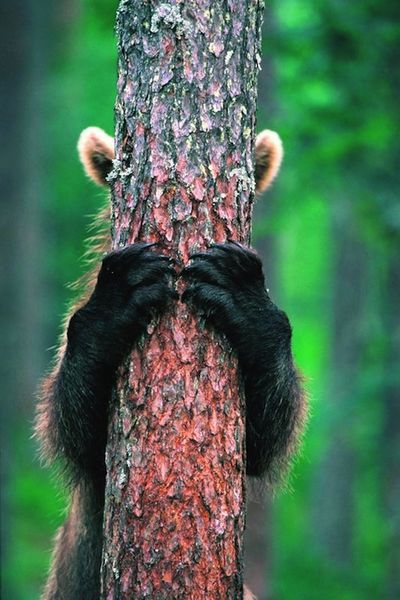 Bär hinter Baum