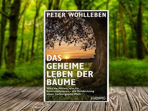 Das geheime Leben der Baeume Die Entdeckung einer verborgenen Welt jetzt auch im Kino Das geheime Leben der Baeume Die Entdeckung einer verborgenen Welt jetzt auch im Kino