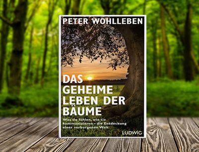 Das geheime Leben der Baeume Die Entdeckung einer verborgenen Welt jetzt auch im Kino