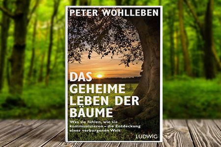 Das geheime Leben der Baeume Die Entdeckung einer verborgenen Welt jetzt auch im Kino