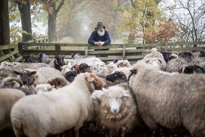 50 Schafe leben auf seinem Hof