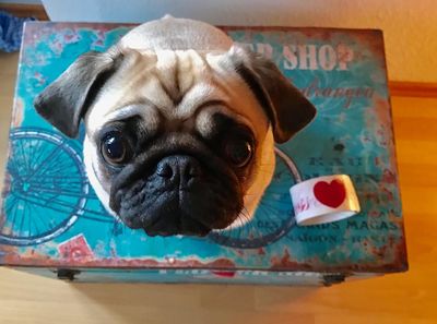 Unser Markketing Mops Adele haelt Werbung auf Klebebaender für eine gute Sache