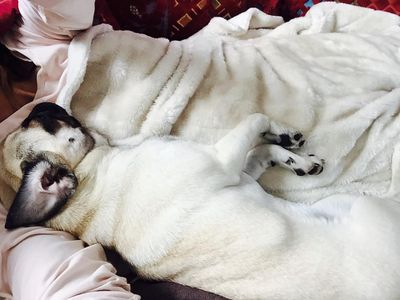 Auch ein Mops braucht gesunden Schlaf