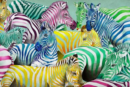 Rolf Knie, Zebras