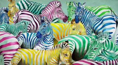 Rolf Knie, Zebras