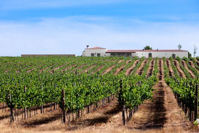 Wein Portugal Rebe Wein Portugal Rebe