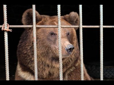 Die Braunbaerinen Dasha und Lelya bekommen im BAERENWALD Domazhyr ein neues Zuhause