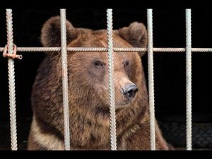 Die Braunbaerinen Dasha und Lelya bekommen im BAERENWALD Domazhyr ein neues Zuhause Die Braunbaerinen Dasha und Lelya bekommen im BAERENWALD Domazhyr ein neues Zuhause