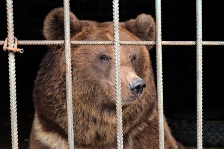 Die Braunbaerinen Dasha und Lelya bekommen im BAERENWALD Domazhyr ein neues Zuhause