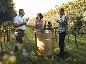 Urlauber genießen in den Tessiner Weinbergen und -kellern sorgfältig ausgewählte Degustationen der Winzer Urlauber genießen in den Tessiner Weinbergen und -kellern sorgfältig ausgewählte Degustationen der Winzer