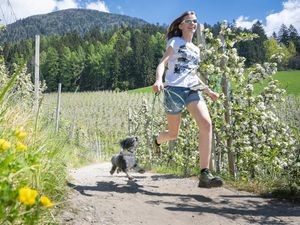 Weitestgehend ebene Spazierwege durch die Apfelgaerten in Schenna in Suedtirol eignen sich auch für junge und aeltere Hunde Weitestgehend ebene Spazierwege durch die Apfelgaerten in Schenna in Suedtirol eignen sich auch für junge und aeltere Hunde