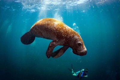 Taucher mit Seekuh. Seit Anfang des Jahres gibt es deutlich mehr Sichtungen von Manatis in Yucatán
