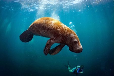 Taucher mit Seekuh. Seit Anfang des Jahres gibt es deutlich mehr Sichtungen von Manatis in Yucatán