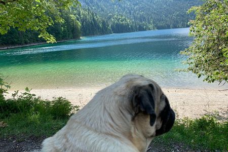 57 Prozent mehr Mops-Inserate auf eBay Kleinanzeigen findet unsere Mops-Dame Adele nicht gut