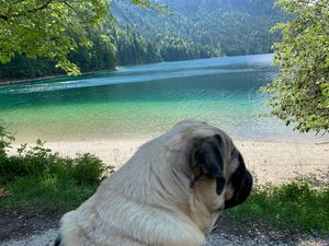 57 Prozent mehr Mops-Inserate auf eBay Kleinanzeigen findet unsere Mops-Dame Adele nicht gut 57 Prozent mehr Mops-Inserate auf eBay Kleinanzeigen findet unsere Mops-Dame Adele nicht gut