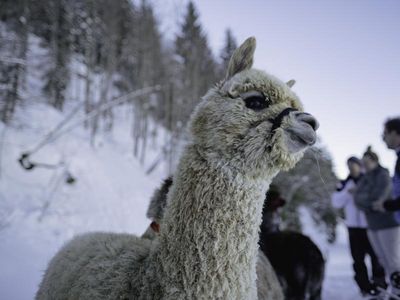 Tiefenentspannt: Mit Alpakas und Schneeschuhen durchs Winterparadies
