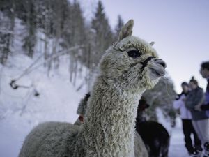 Tiefenentspannt: Mit Alpakas und Schneeschuhen durchs Winterparadies