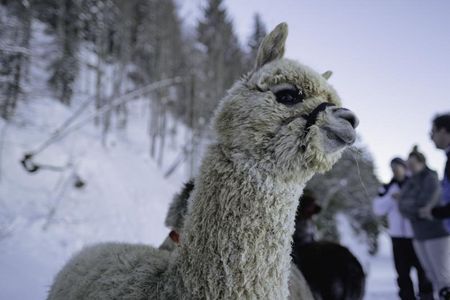 Tiefenentspannt: Mit Alpakas und Schneeschuhen durchs Winterparadies