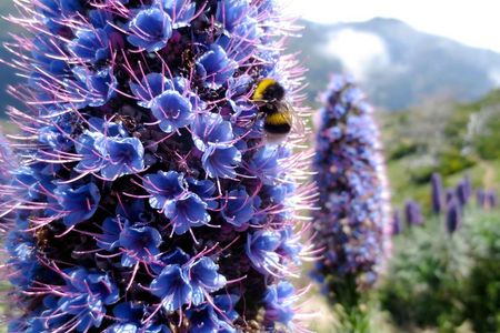 Nicht nur bei Hummeln beliebt – der blaublütige Stolz von Madeira