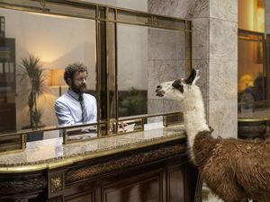 Die Hauptfiguren im Lama Drama ein Bankangestellter und ein Andenkamel