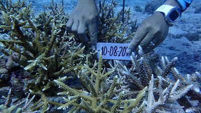 Fuenf Meeresbiologen der Bohol Island State University begleiten das Programm kontinuierlich