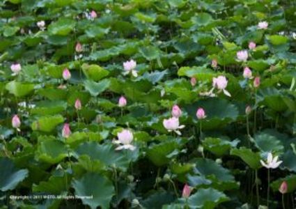 Reisen Macau Lotus