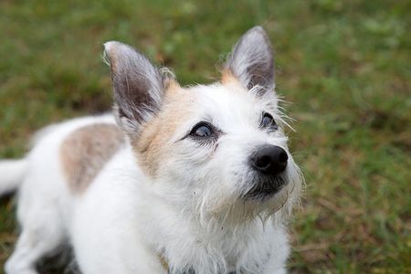 VIER PFOTEN gibt Hilfestellung, wie Betroffene mit dem Tod von Hund oder Katze umgehen können