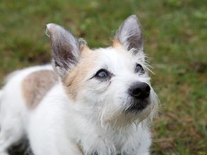 VIER PFOTEN gibt Hilfestellung, wie Betroffene mit dem Tod von Hund oder Katze umgehen können VIER PFOTEN gibt Hilfestellung, wie Betroffene mit dem Tod von Hund oder Katze umgehen können