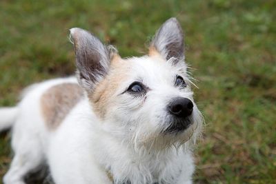 VIER PFOTEN gibt Hilfestellung, wie Betroffene mit dem Tod von Hund oder Katze umgehen können