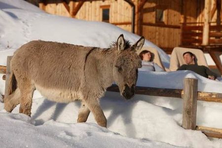 Darueber freut sich gross und klein, die tierischen Besucher sind ueberall auf den Bauernhoefen in Suedtirol anzutreffen
