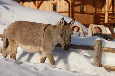 Darueber freut sich gross und klein, die tierischen Besucher sind ueberall auf den Bauernhoefen in Suedtirol anzutreffen
