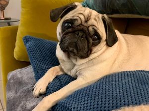 Unser geliebter Mops Adele ist nicht zu Corona-Zeiten zu uns gekommen Unser geliebter Mops Adele ist nicht zu Corona-Zeiten zu uns gekommen