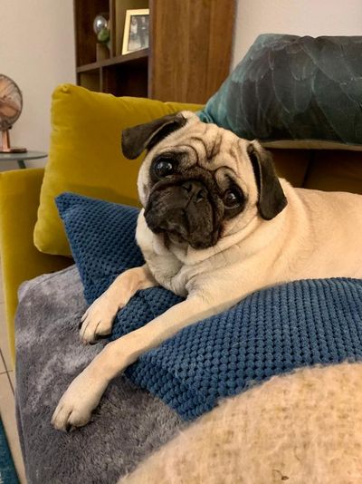 Unser geliebter Mops Adele ist nicht zu Corona-Zeiten zu uns gekommen