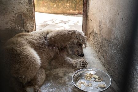 Bevor die beiden Baeren in den Zoo kamen, mussten sie als sogenannte Tanzbaeren auftreten