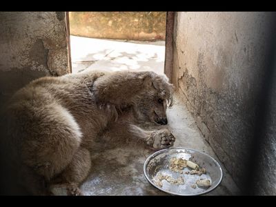 Bevor die beiden Baeren in den Zoo kamen, mussten sie als sogenannte Tanzbaeren auftreten