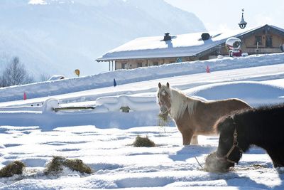 Reisen Achensee Schnee Reisen Achensee Schnee
