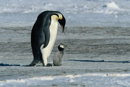 Die Reise der Pinguine geht weiter