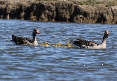 Ufer sind kritische Lebensraeume für Wildtiere und Wasservoegel