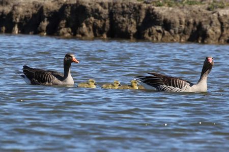 Ufer sind kritische Lebensraeume für Wildtiere und Wasservoegel