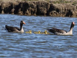 Ufer sind kritische Lebensraeume für Wildtiere und Wasservoegel Ufer sind kritische Lebensraeume für Wildtiere und Wasservoegel