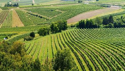 Die Weinanbauflaeche der Thermenregion Wienerwald in Niederoesterreich