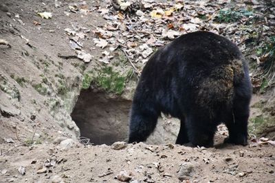 Ab und zu kommen die Baeren aus ihrer Hoehle und suchten nach Futter