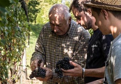 Hand in Hand mit dem Winzer duerfen Gaeste in der Tessiner Region Mendrisiotto bei der Ernte helfen