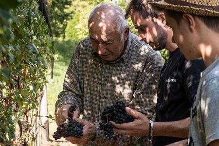 Hand in Hand mit dem Winzer duerfen Gaeste in der Tessiner Region Mendrisiotto bei der Ernte helfen