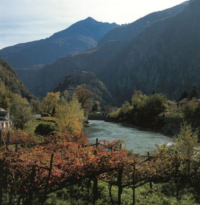 Weinberg in Aostatal Weinberg in Aostatal