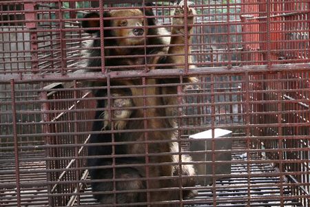 Sieben Gallebaeren in Vietnam gerettet, unter den geretteten Tieren befindet sich eine seltene goldene Kragenbaerin